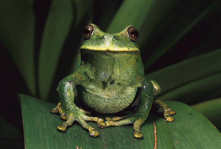 Amphibians Photograph - Marsupial Frog Gastrotheca Orophylax by Pete Oxford