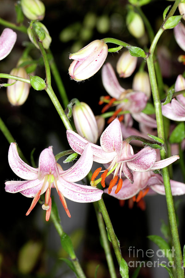  Martagon Lily  Photograph by Anthony Totah