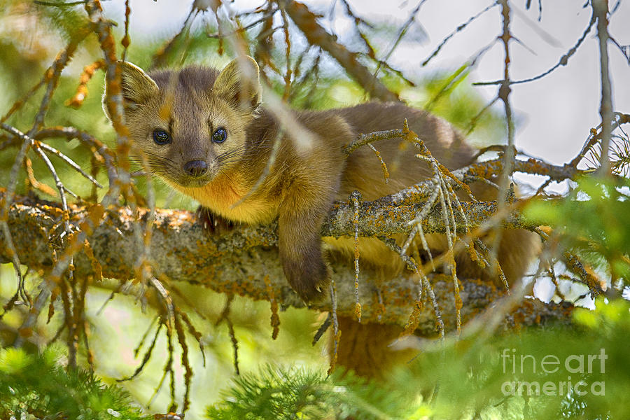 Marten Photograph by Aaron Whittemore