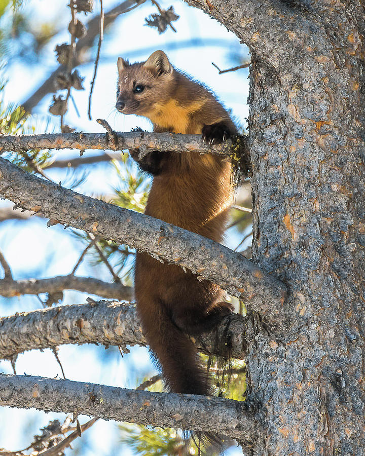 Marten In Pine Tree Photograph by Yeates Photography
