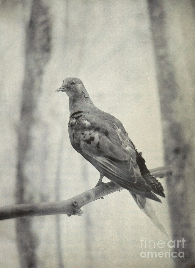 Martha, Last Known Passenger Pigeon Photograph by Science Source