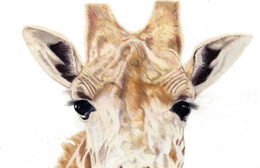 Wildlife Drawing - Martha by Pamela Stirling