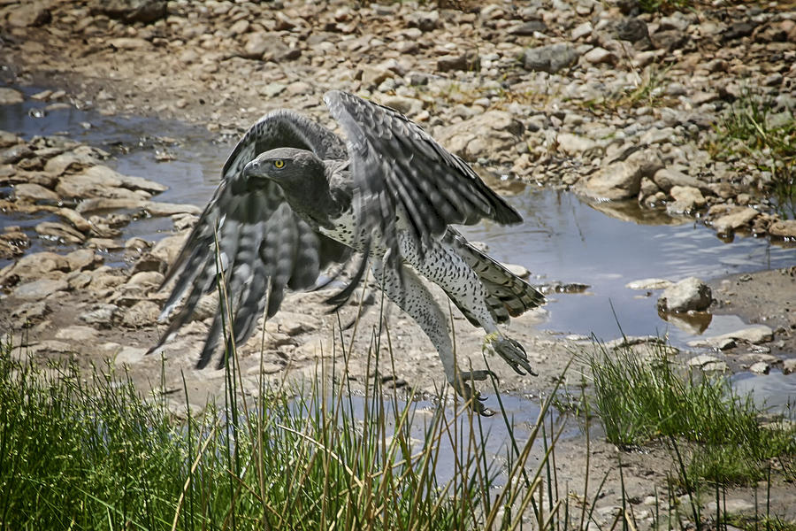 Eagle Photograph - Martial Eagle by Gary Hall