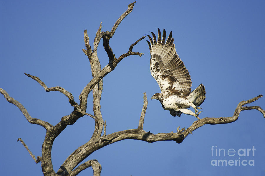 Eagle Photograph - Martial Eagle in South Africa by Pierric Descamps
