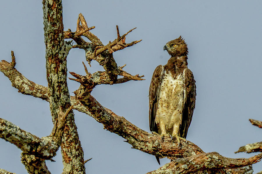 Martial Eagle Photograph by Marilyn Burton