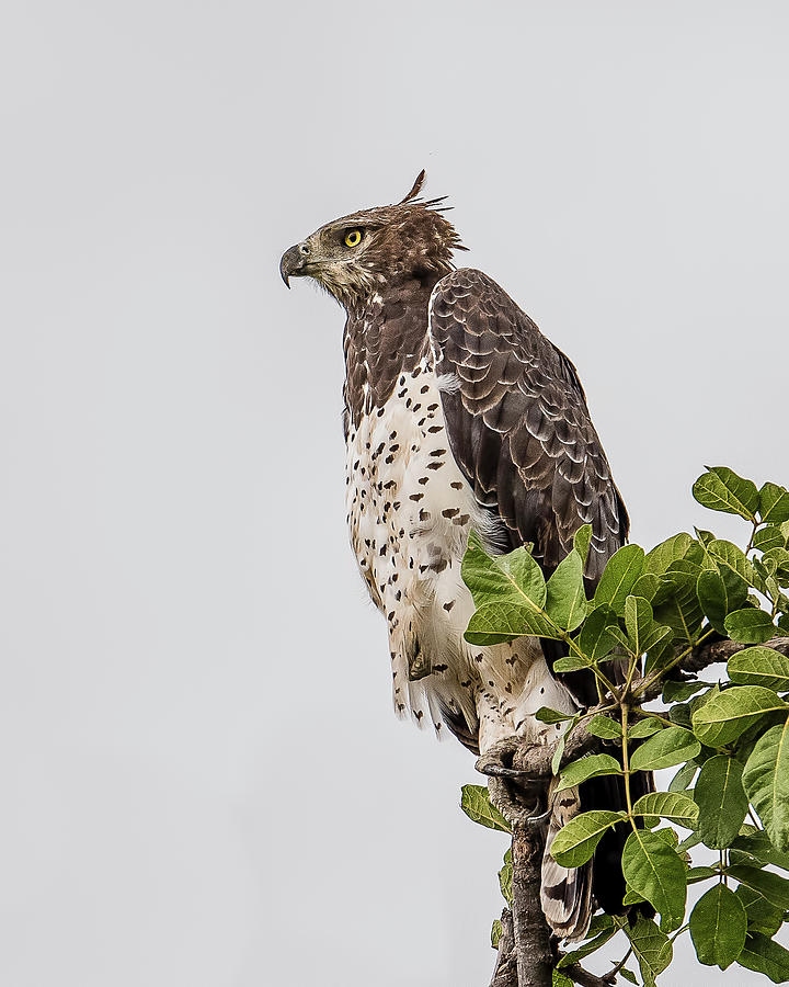 Eagle Photograph - Martial Eagle Overlooking The Bush by Morris Finkelstein