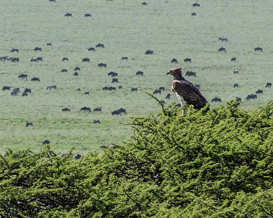 Eagle Photograph - Martial Eagle Overlooking Wildebeest Grazing on the Grasslands by Morris Finkelstein
