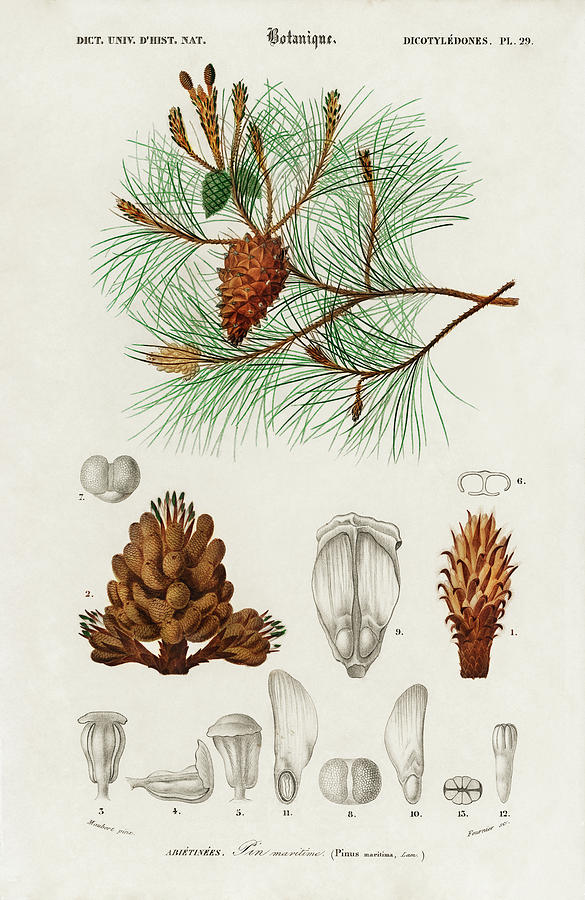 Martime pine - Pinus maritima Painting by Vincent Monozlay