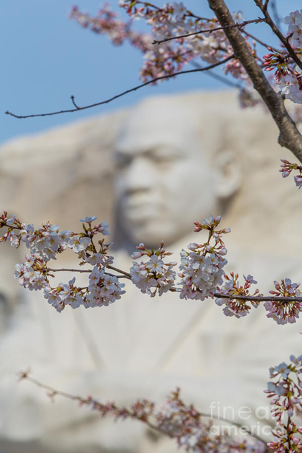 Martin Luther King Memorial and Cherry Blossoms I Photograph by Clarence Holmes