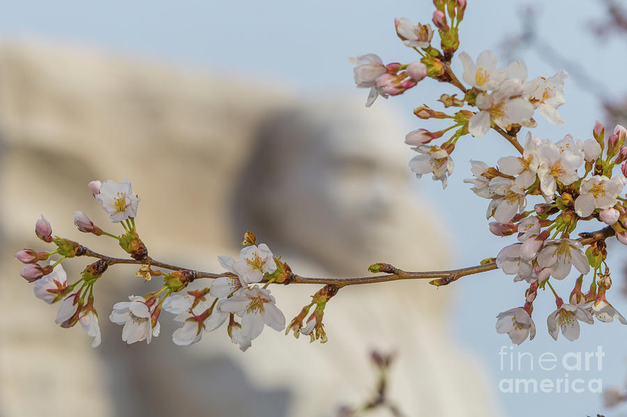 Martin Luther King Memorial and Cherry Blossoms II Photograph by Clarence Holmes
