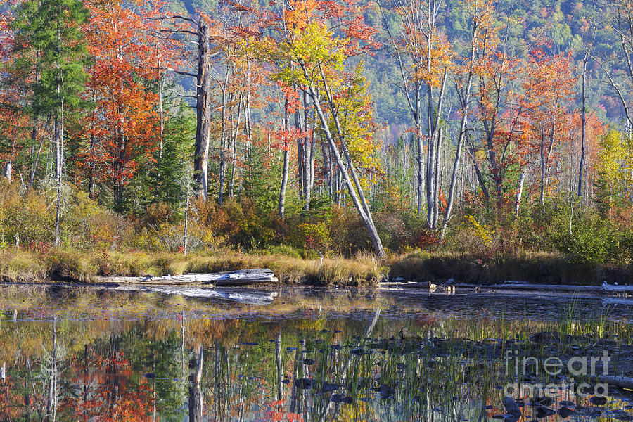 Martin Meadow Pond - Lancaster New Hampshire Photograph by Erin Paul Donovan
