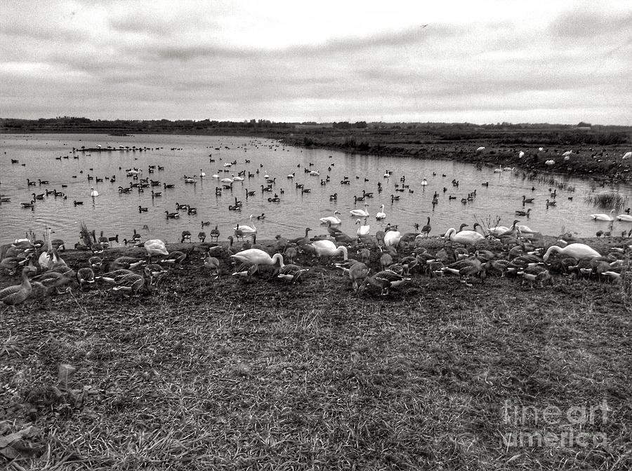 Martin Mere Wetlands in Black and White Photograph by Joan-Violet Stretch