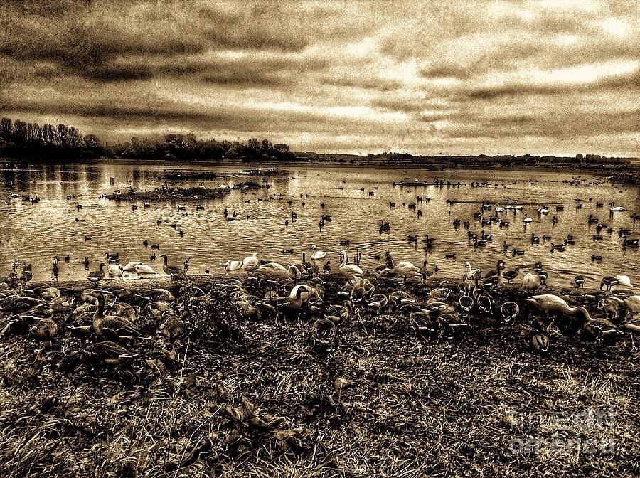 Martin Mere Wetlands in Sepia Photograph by Joan-Violet Stretch