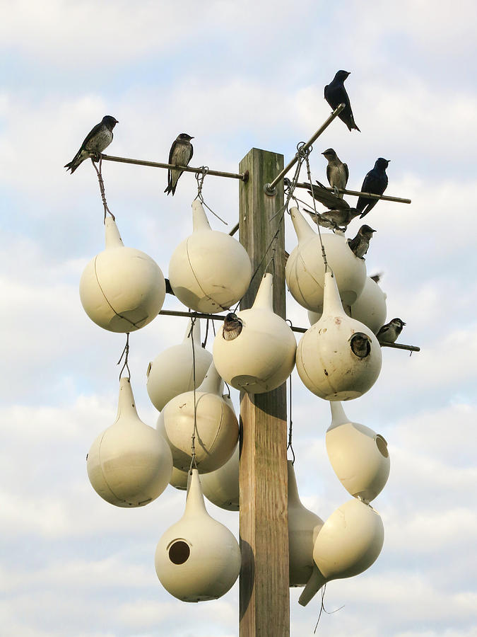 Swallow Photograph - Purple Martins Condo by Phyllis Taylor