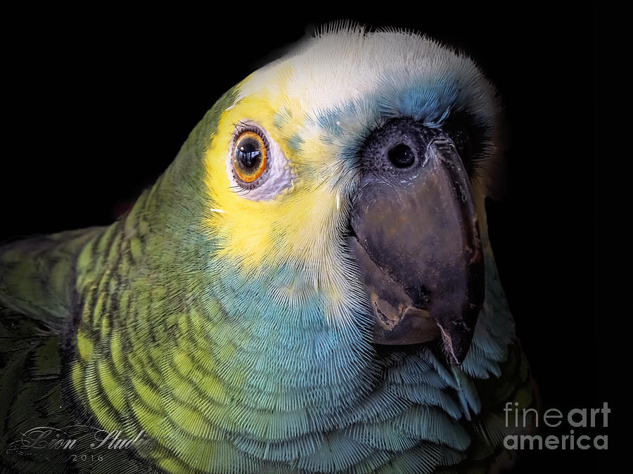 Marty The Blue Front Amazon Photograph by Melissa Messick