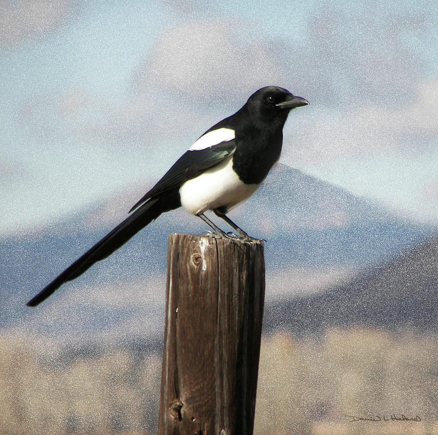 Marty The Magpie Photograph by Daniel Hebard