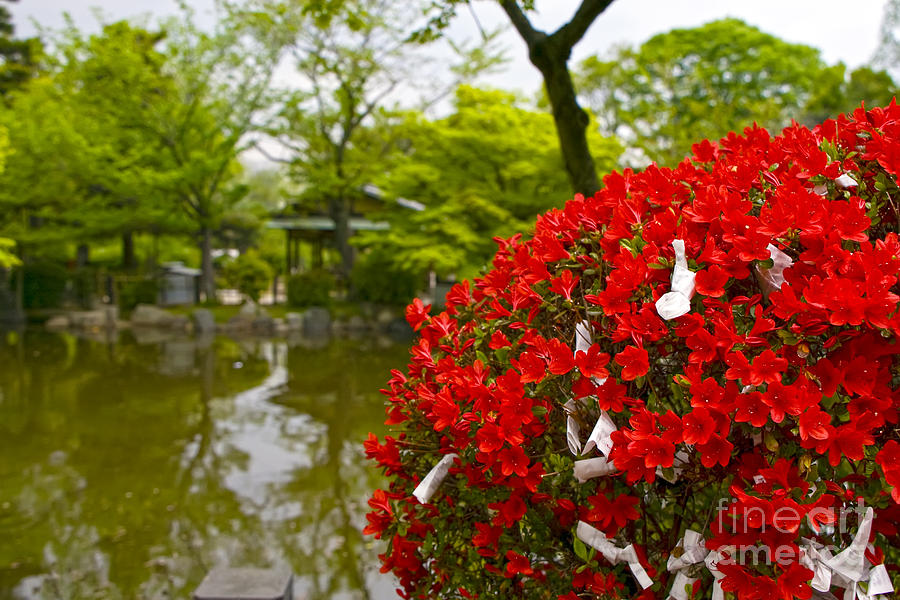 Maruyama Park Flowers Kyoto Japan Photograph by Waterdancer 