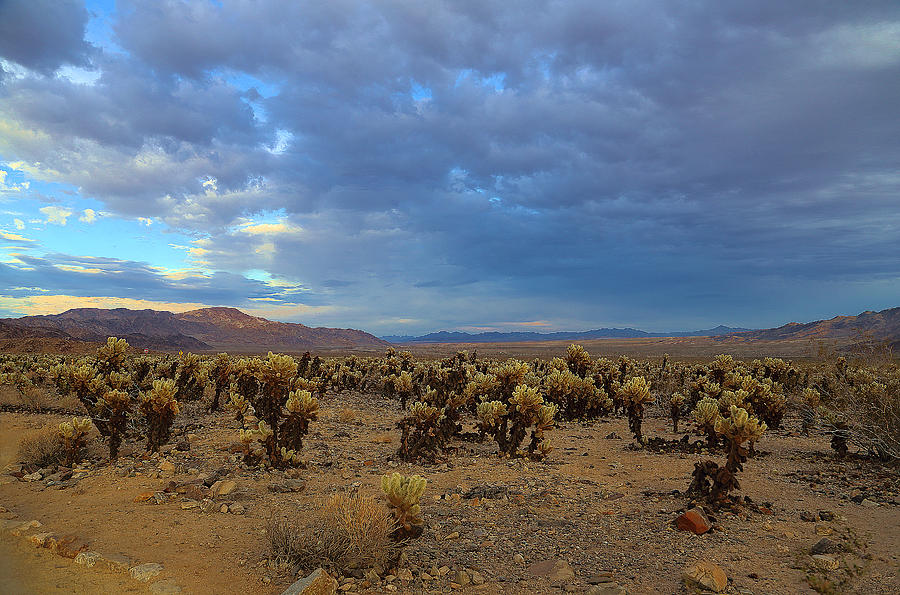 Marvel  Of Cholla In Desert Photograph by Viktor Savchenko
