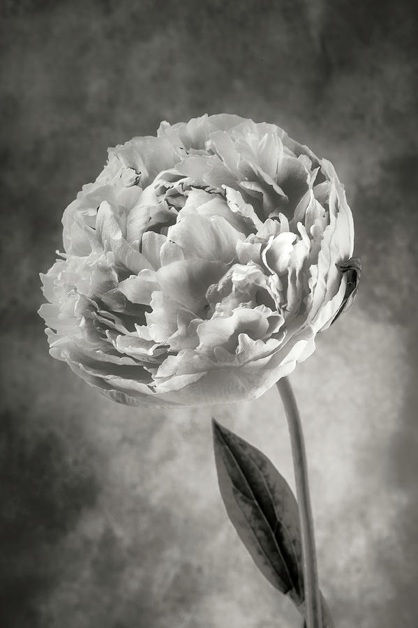 Marvelous Black And White Peony Photograph by Garry Gay