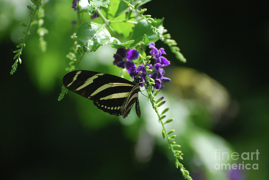 Marvelous Black and White Zebra Butterfly in the Spring Photograph by DejaVu Designs