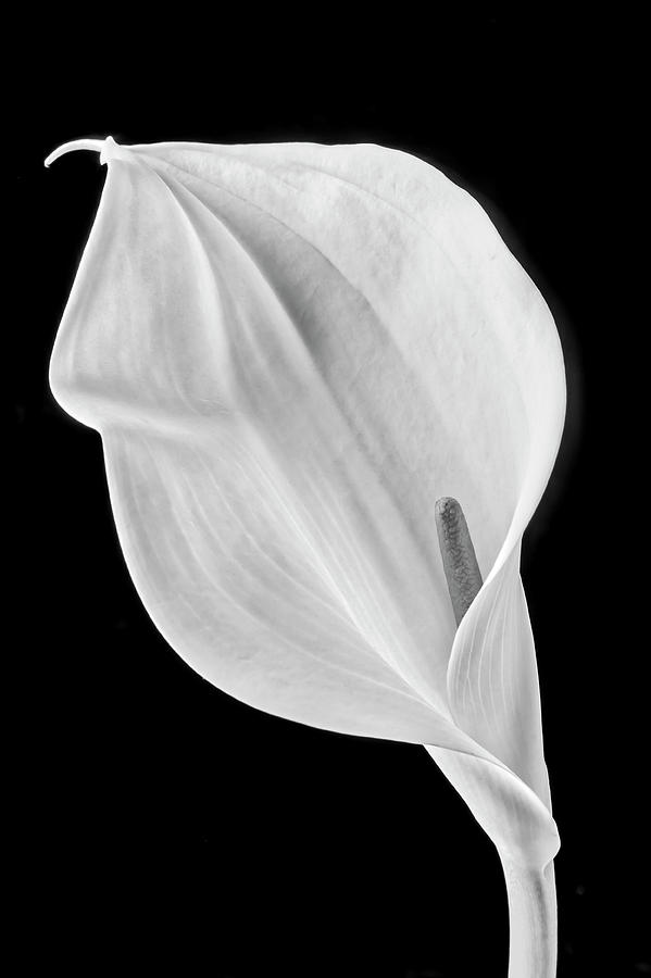 Marvelous Calla Lily In Black And White Photograph by Garry Gay