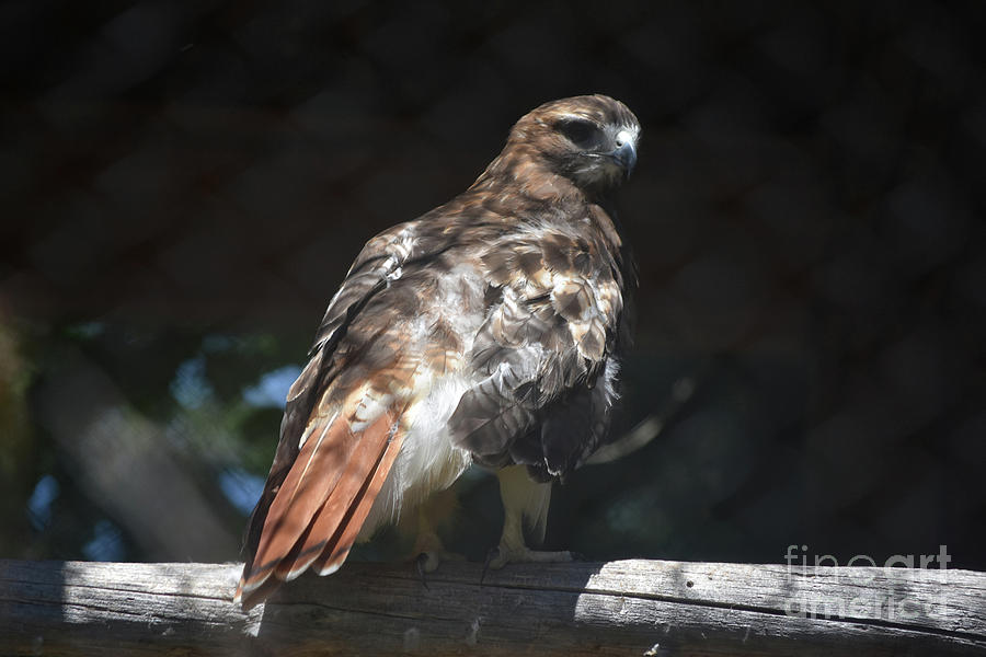 Marvelous Large Red Tail Hawk Ready for Anything Photograph by DejaVu Designs
