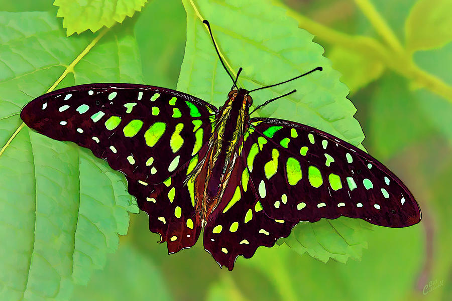 Marvelous Malachite Butterfly 2 Photograph by ABeautifulSky Photography by Bill Caldwell
