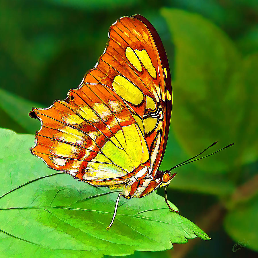 Marvelous Malachite Butterfly Photograph by ABeautifulSky Photography by Bill Caldwell
