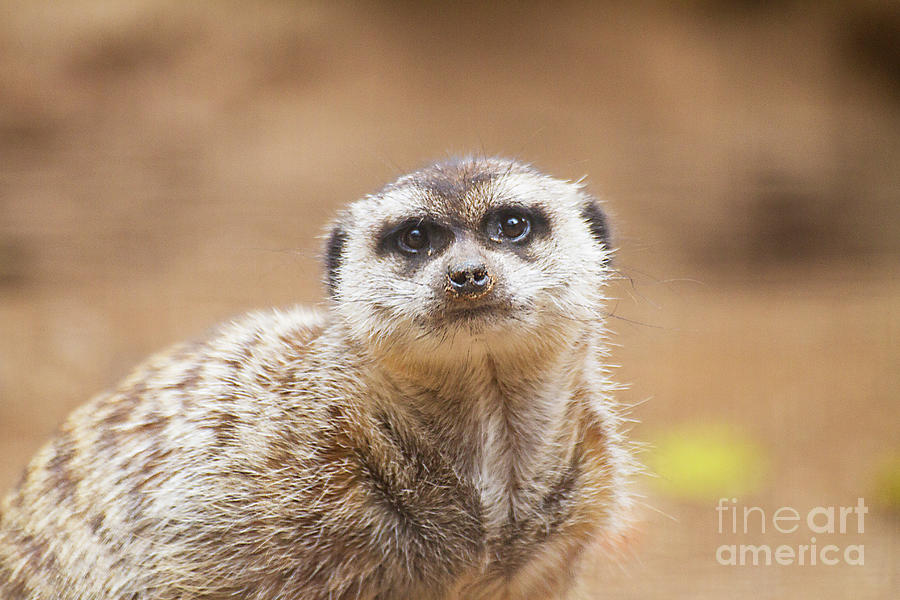 Marvelous Meerkat Photograph by Ruth Jolly