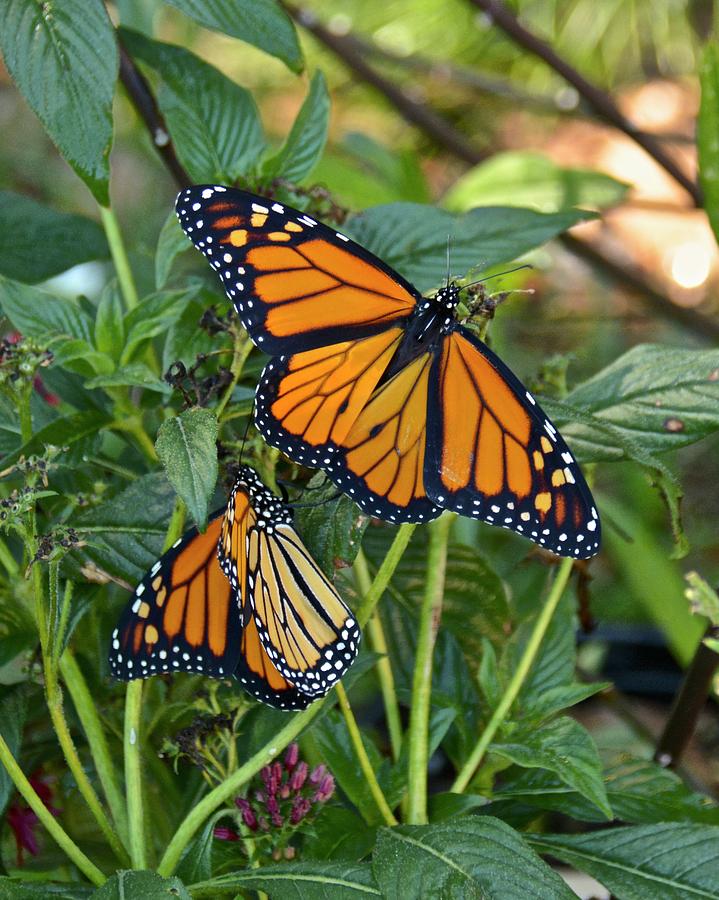 Marvelous Monarchs Photograph by Carol Bradley