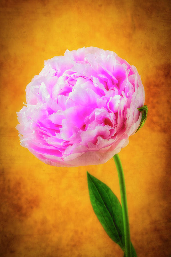 Marvelous Pink Peony Photograph by Garry Gay