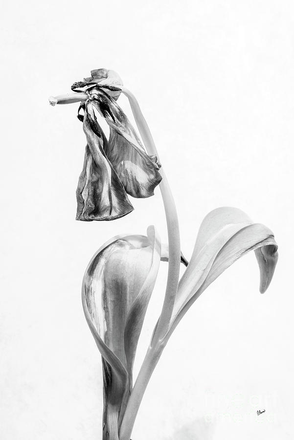 Marvelous Withered Tulip Photograph by Alana Ranney