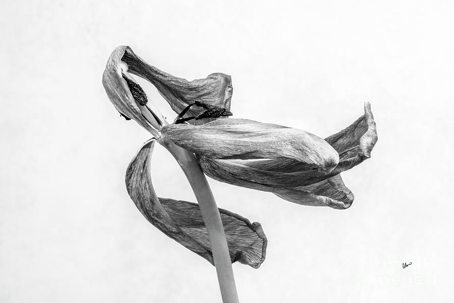 Marvelous Withered Tulip II Photograph by Alana Ranney