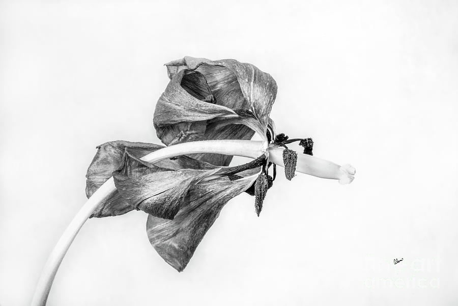 Marvelous Withered Tulip III Photograph by Alana Ranney