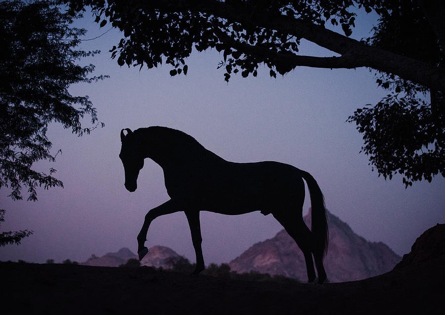 Marwari Horse in Twilight Photograph by Ekaterina Druz