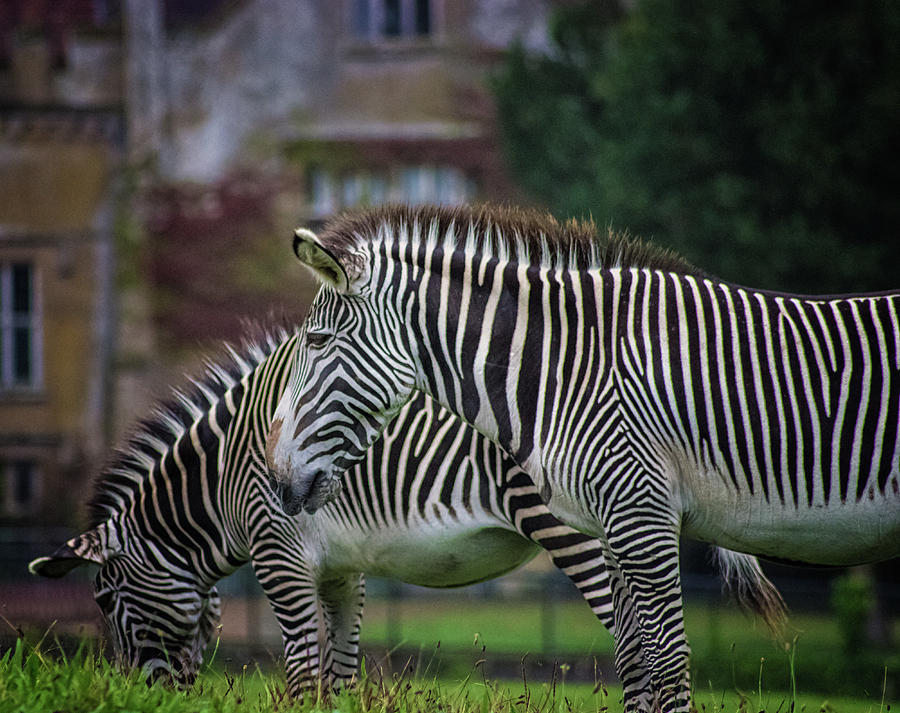 Wildlife Photograph - Marwell Zoo Zebras by Martin Newman
