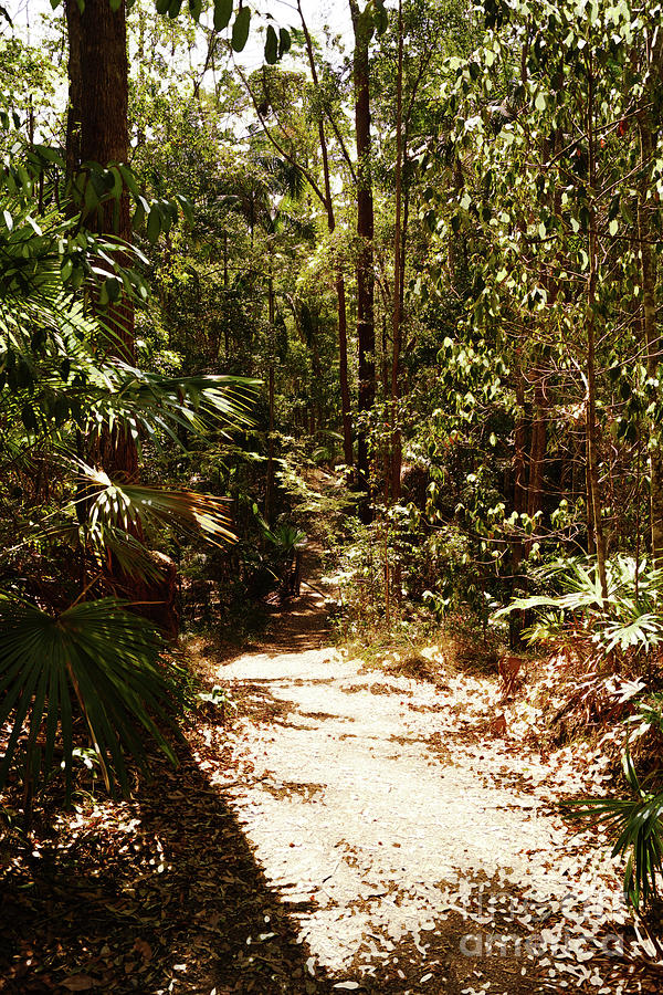 Mary Cairncross Reserve Photograph by Cassandra Buckley