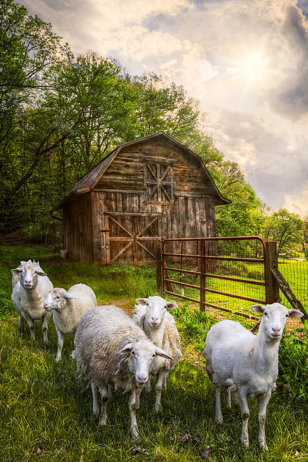 Barn Photograph - Mary Had a Little Lamb by Debra and Dave Vanderlaan
