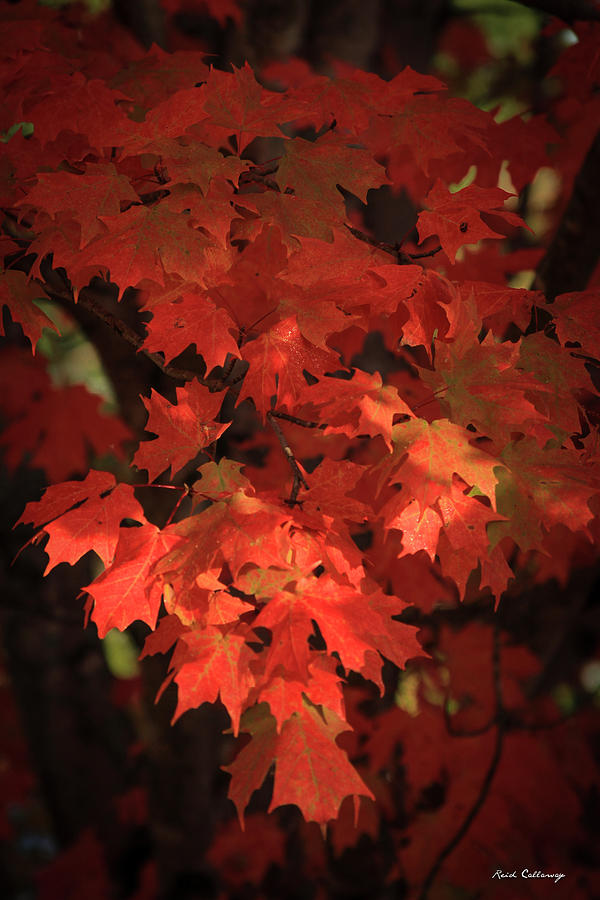 Mary Maple Fall Leaf Art Photograph by Reid Callaway