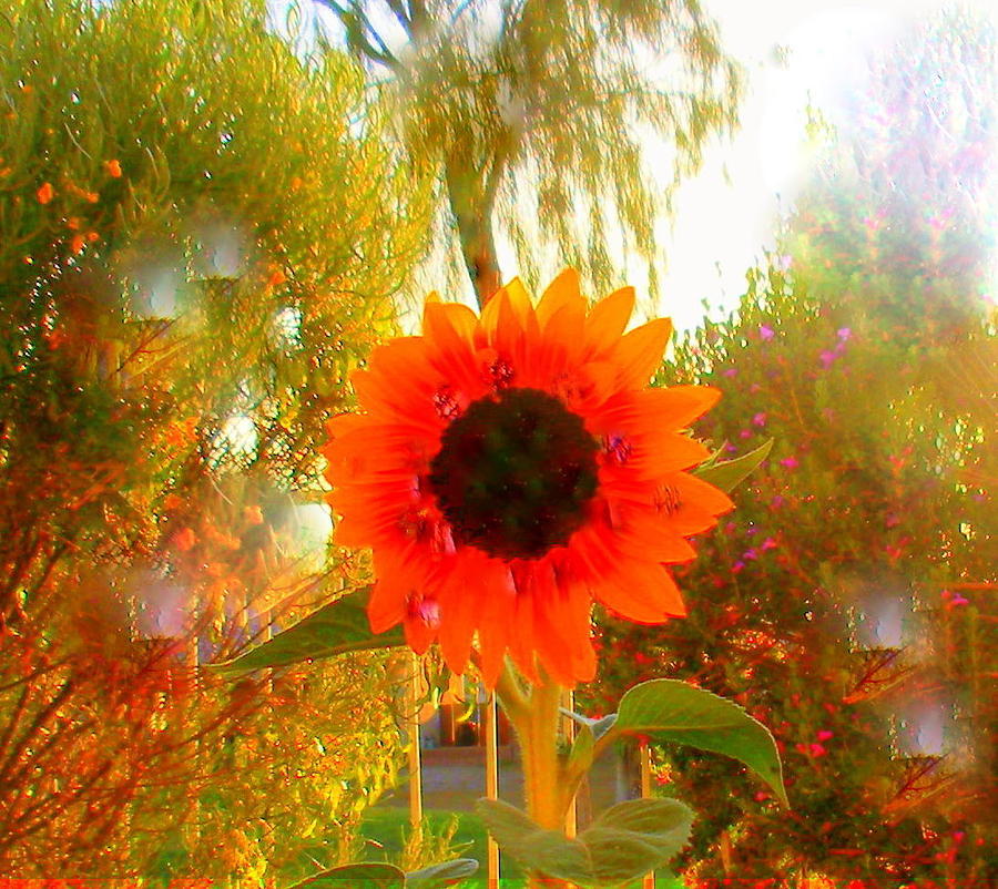 Mary Oh Mary How Does Your Sunflower Grow Photograph by Lessandra Grimley