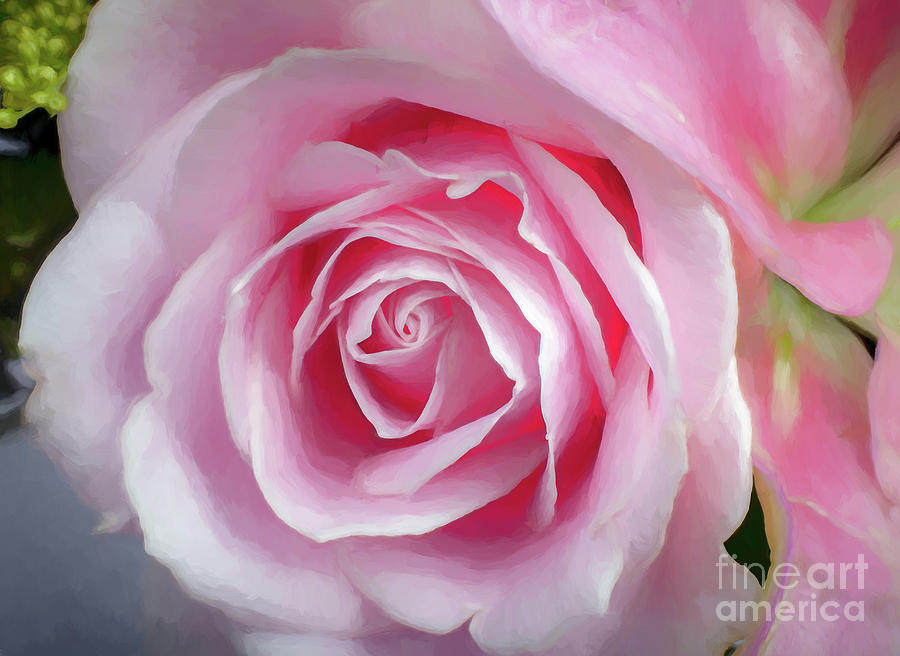 Maryetta Pink Rose Photograph