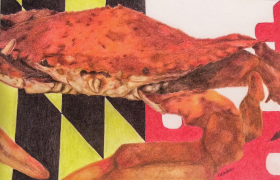 Maryland Blue Crab Drawing By Maryann Dellarocco Pixels