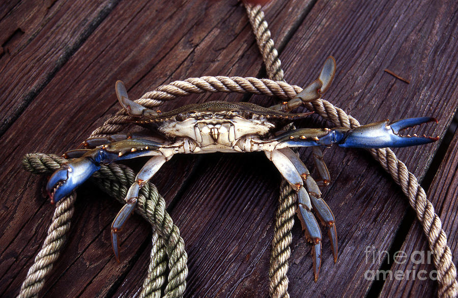 Nature Photograph - Maryland Blue Crab by Skip Willits