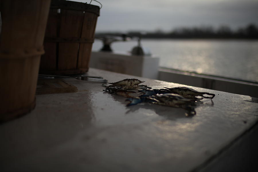 Baltimore Photograph - Maryland Blue Crabs by Michael French