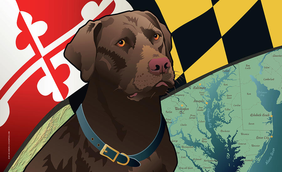 Labrador Retriever Digital Art - Maryland Chocolate Lab by Joe Barsin