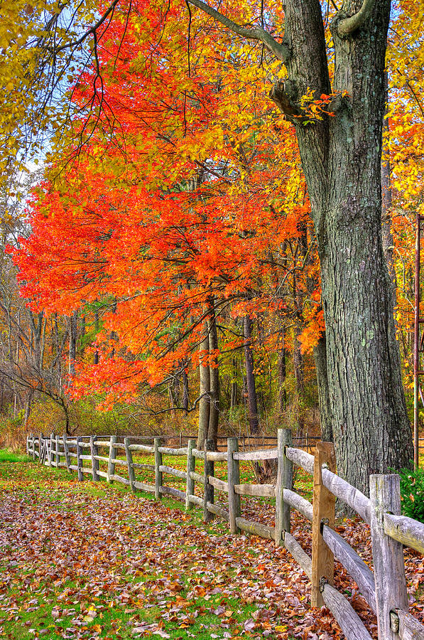 Tree Photograph - Maryland Country Roads - Autumn Colorfest No. 11 - Eylers Valley Catoctin Mountains Frederick County by Michael Mazaika