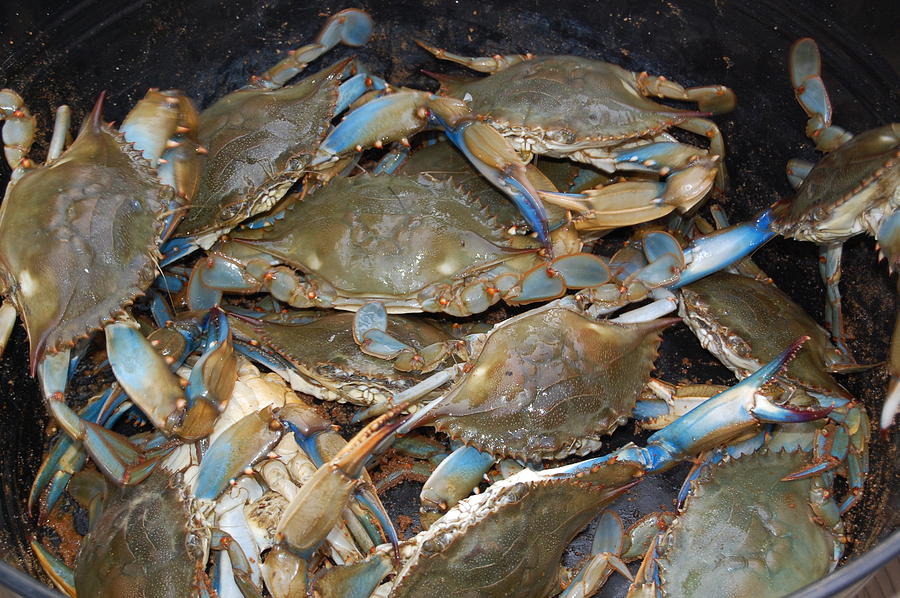 Maryland Live Crabs Photograph by Joyce Huhra Fine Art America