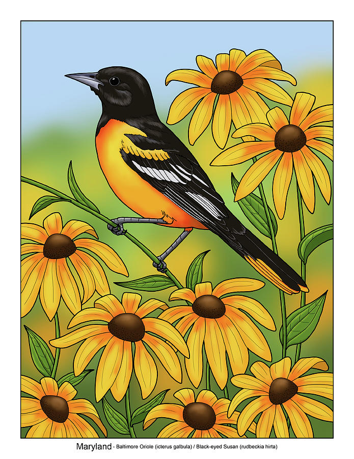 Maryland Flag Baltimore Oriole And Black-eyed Susan BNN326F - Flagwix