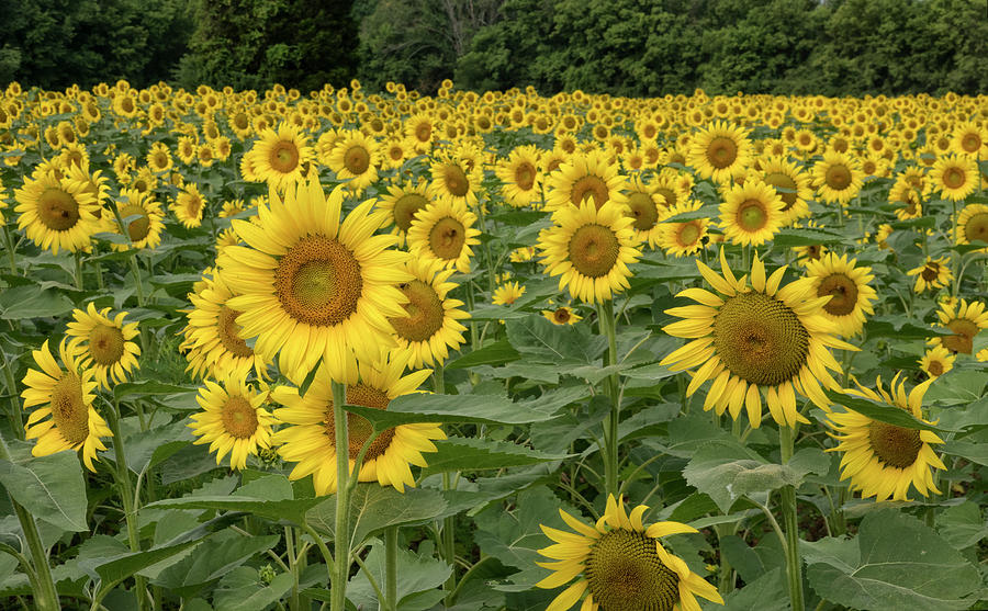 Maryland Sunflowers Photograph by Jack Nevitt