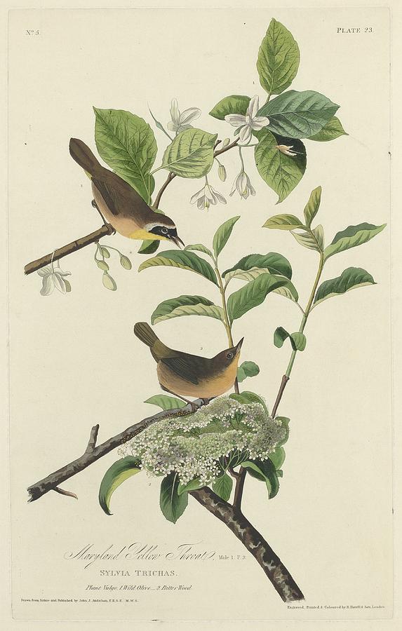 Maryland Yellow Throat Drawing by Dreyer Wildlife Print Collections 
